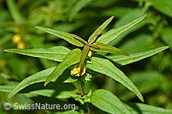 Wald-Wachtelweizen (Melampyrum sylvaticum) (F190746) Wald-Wachtelweizen (Melampyrum sylvaticum) (F190746)