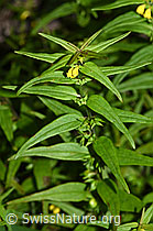 Wald-Wachtelweizen (Melampyrum sylvaticum) (F190748) Wald-Wachtelweizen (Melampyrum sylvaticum) (F190748)