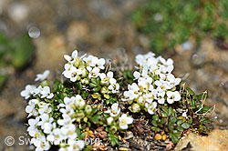 Kurzstängelige Gämskresse (Pritzelago alpina ssp. brevicaulis) (F191533)