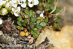 Kurzstängelige Gämskresse (Pritzelago alpina ssp. brevicaulis) (F191535)