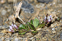 Bläuliche Gänsekresse (Arabis caerulea) (F191539) Bläuliche Gänsekresse (Arabis caerulea) (F191539)