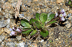 Bläuliche Gänsekresse (Arabis caerulea) (F191540) Bläuliche Gänsekresse (Arabis caerulea) (F191540)