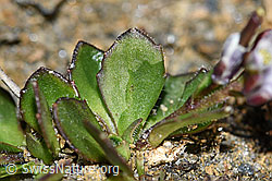 Bläuliche Gänsekresse (Arabis caerulea) (F191541) Bläuliche Gänsekresse (Arabis caerulea) (F191541)