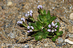 Bläuliche Gänsekresse (Arabis caerulea) (F191566) Bläuliche Gänsekresse (Arabis caerulea) (F191566)