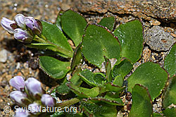 Bläuliche Gänsekresse (Arabis caerulea) (F191567) Bläuliche Gänsekresse (Arabis caerulea) (F191567)