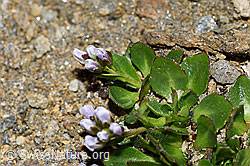 Bläuliche Gänsekresse (Arabis caerulea) (F191568) Bläuliche Gänsekresse (Arabis caerulea) (F191568)