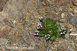 Bläuliche Gänsekresse (Arabis caerulea) (F191571) Bläuliche Gänsekresse (Arabis caerulea) (F191571)