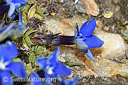 Schleichers Enzian (Gentiana schleicheri) (F191608) Schleichers Enzian (Gentiana schleicheri) (F191608)