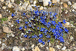 Schleichers Enzian (Gentiana schleicheri) (F191612) Schleichers Enzian (Gentiana schleicheri) (F191612)