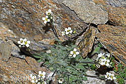 Filziges Hungerblümchen (Draba tomentosa) (F191987) Filziges Hungerblümchen (Draba tomentosa) (F191987)