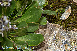 Bläuliche Gänsekresse (Arabis caerulea) (08.2021, F191998)