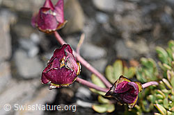 Gletscher-Hahnenfuss (Ranunculus glacialis) (09.2021, F194500)