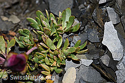 Foto: Gletscher-Hahnenfuss (Ranunculus glacialis)