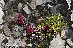 Gletscher-Hahnenfuss (Ranunculus glacialis) (09.2021, F194507)