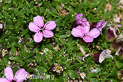 Kalk-Polsternelke (Silene acaulis) (09.2021, F194508)