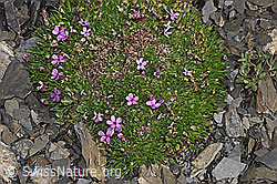 Kalk-Polsternelke (Silene acaulis) (F194512) Kalk-Polsternelke (Silene acaulis) (F194512)