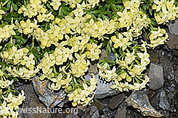 Schweizer Labkraut (Galium megalospermum) (09.2021, F194514)