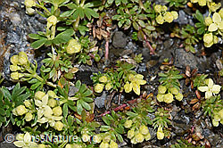 Schweizer Labkraut (Galium megalospermum) (F194515)
