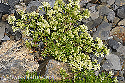 Schweizer Labkraut (Galium megalospermum) (09.2021, F194516)