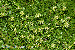 Schweizer Labkraut (Galium megalospermum) (F194517)