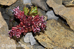 Dunkler Mauerpfeffer (Sedum atratum) (09.2021, F194518)