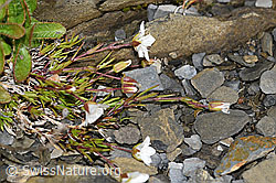 Frühlings-Miere (Minuartia verna) (09.2021, F194521)