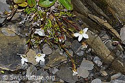 Frühlings-Miere (Minuartia verna) (09.2021, F194524)
