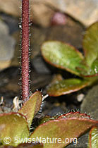 Blattloser Ehrenpreis (Veronica aphylla) (F194529)