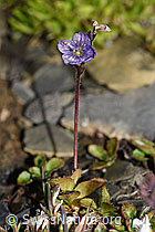 Blattloser Ehrenpreis (Veronica aphylla) (F194530)