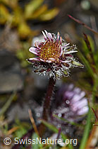 Einköpfiges Berufkraut (Erigeron uniflorus) (09.2021, F194542)