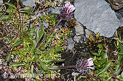 Einköpfiges Berufkraut (Erigeron uniflorus) (09.2021, F194547)