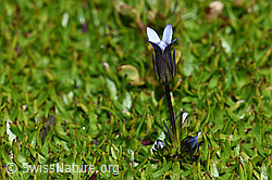 Zarter Enzian (Gentiana tenella) (09.2021, F194562)