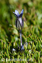 Zarter Enzian (Gentiana tenella) (09.2021, F194566)