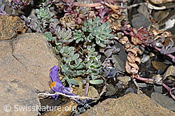 Alpen-Leinkraut (Linaria alpina) (09.2021, F194571)