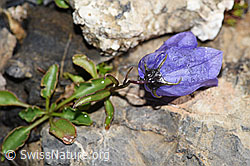 Niedliche Glockenblume (Campanula cochleariifolia) (F194575)