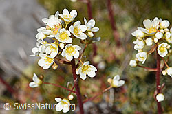 Trauben-Steinbrech (Saxifraga paniculata) (09.2021, F194583)