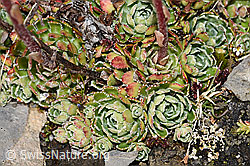 Trauben-Steinbrech (Saxifraga paniculata) (F194585) Trauben-Steinbrech (Saxifraga paniculata) (F194585)