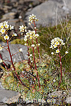 Trauben-Steinbrech (Saxifraga paniculata) (F194588) Trauben-Steinbrech (Saxifraga paniculata) (F194588)
