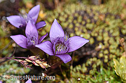 Feld-Enzian (Gentiana campestris) (09.2021, F194589)