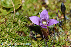 Feld-Enzian (Gentiana campestris) (F194590) Feld-Enzian (Gentiana campestris) (F194590)
