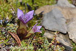 Feld-Enzian (Gentiana campestris) (09.2021, F194594)