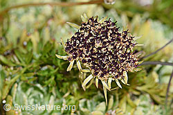 Zwerg-Mutterwurz (Ligusticum mutellinoides) (09.2021, F194598)