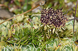 Zwerg-Mutterwurz (Ligusticum mutellinoides) (09.2021, F194599)