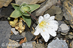 Foto: Breitblättriges Hornkraut (Cerastium latifolium)