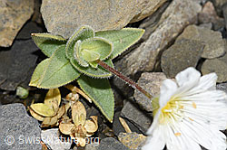 Foto: Breitblättriges Hornkraut (Cerastium latifolium)