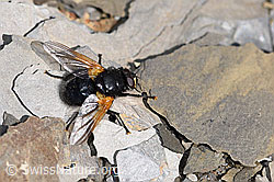 Rinderfliege (Mesembrina meridiana) (09.2021, F194850)
