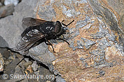 Hybomitra caucasica (Bremse) (F194853)
