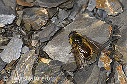 Korbblütler-Erzschwebfliege (Cheilosia canicularis) (09.2021, F194857)