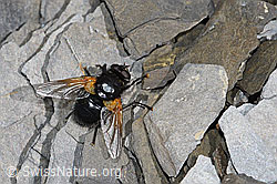 Rinderfliege (Mesembrina meridiana) (09.2021, F194862)