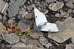 Alpenweissling (Pontia callidice) (09.2021, F194864)